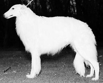 Top Conformation Borzoi 1998